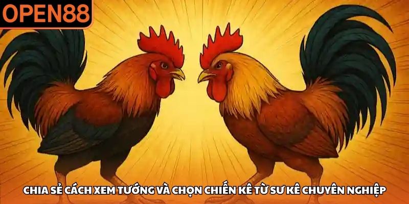 Chia sẻ cách xem tướng và chọn chiến kê từ sư kê chuyên nghiệp Đá gà OPEN88