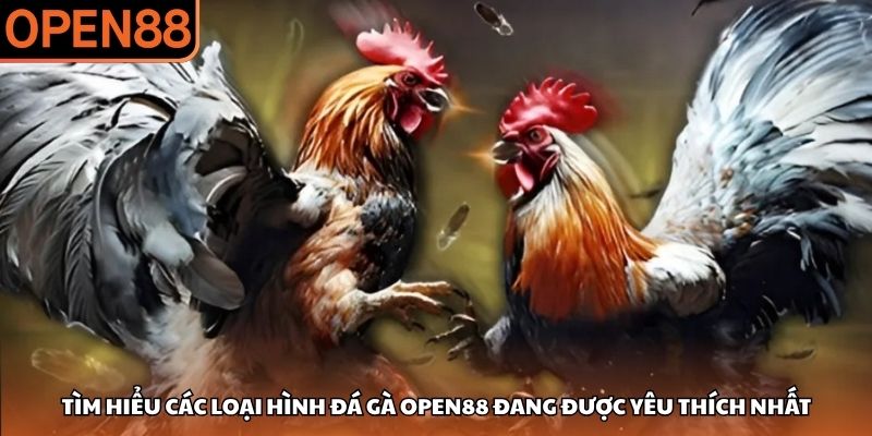 Tìm hiểu các loại hình đá gà OPEN88 đang được yêu thích nhất Đá gà OPEN88